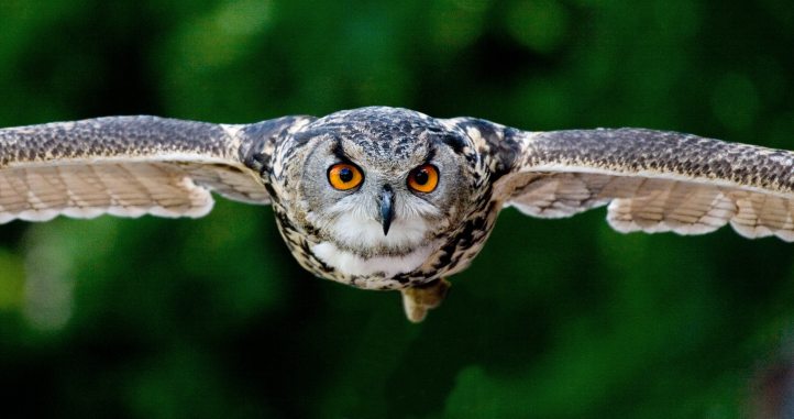 owl focus